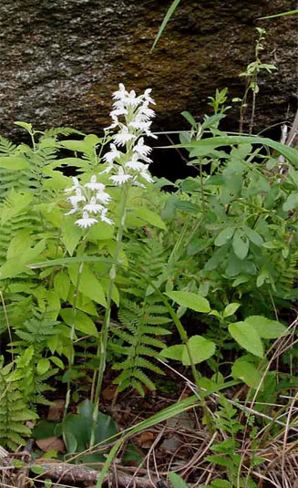 Habenaria stylites