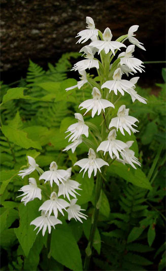 Habenaria stylites