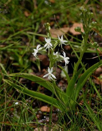Habenaria subaequalis