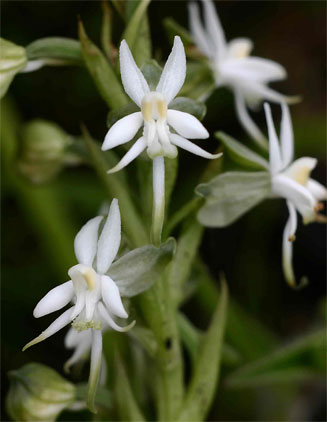 Habenaria subaequalis