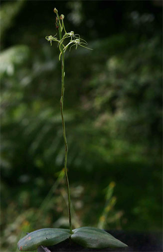 Habenaria trilobulata 