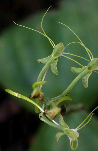 Habenaria trilobulata 