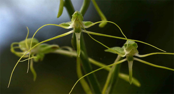 Habenaria trilobulata 