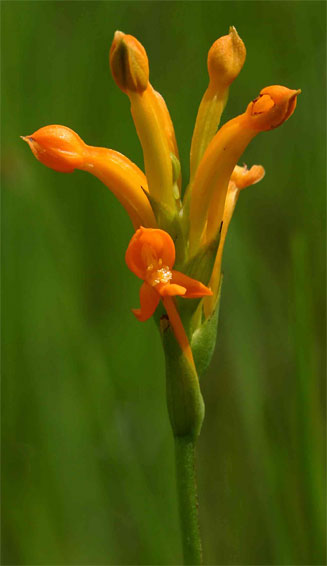 Platycoryne buchananiana