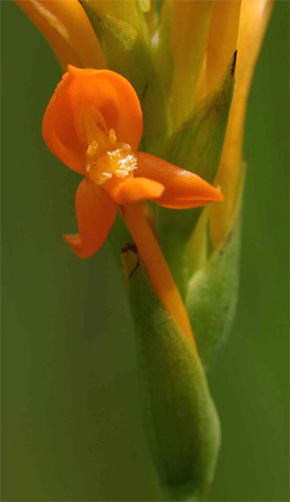 Platycoryne buchananiana