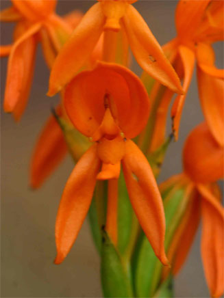Platycoryne pervillei