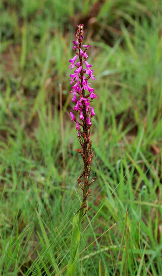 Disa aconitoides 
