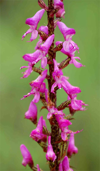 Disa aconitoides 