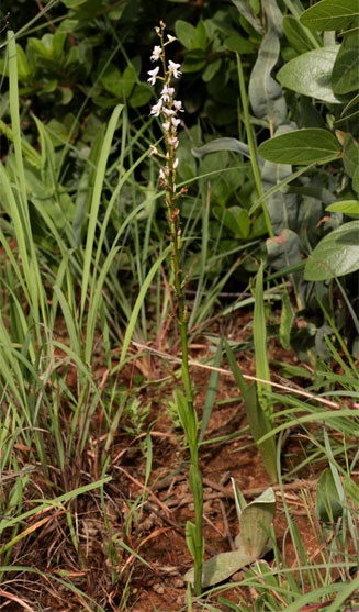 Disa aconitoides 
