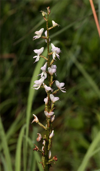 Disa aconitoides 