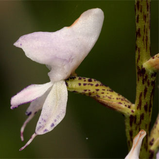 Disa aconitoides 