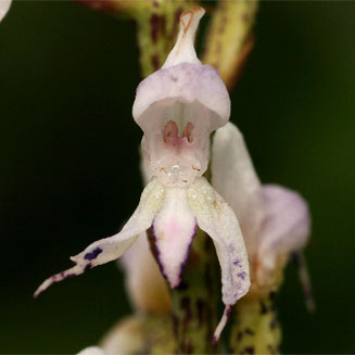 Disa aconitoides 