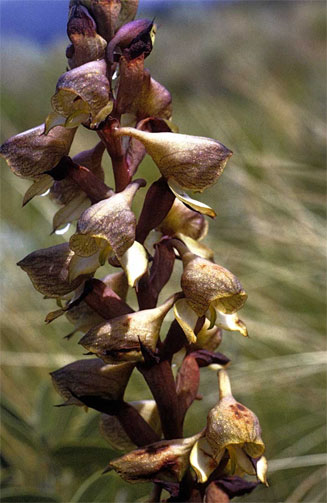 Disa cornuta