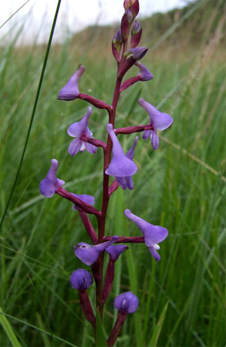 Disa equestris