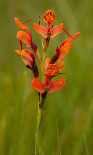 Disa erubescens