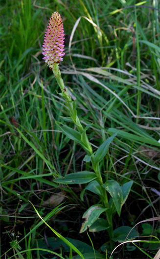 Disa fragrans