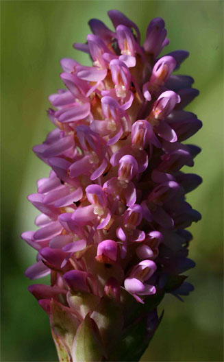 Disa fragrans