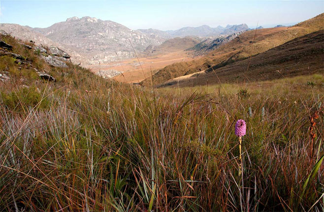 Disa fragrans