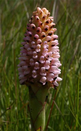 Disa fragrans