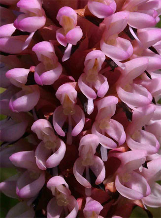 Disa fragrans