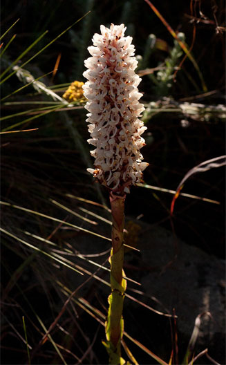 Disa fragrans