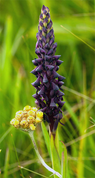 Disa hircicornis 