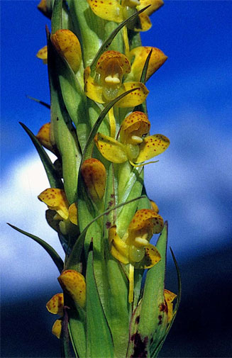 Disa ochrostachya