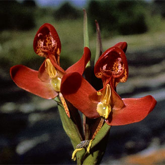 Disa ornithantha