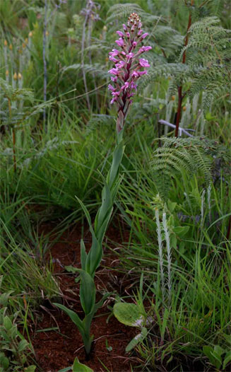 Disa patula 