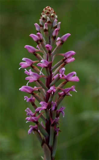 Disa patula 