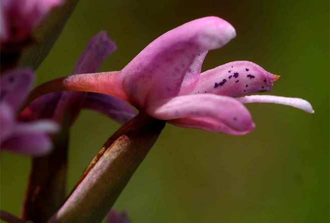 Disa patula 