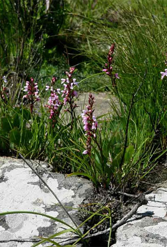 Disa saxicola