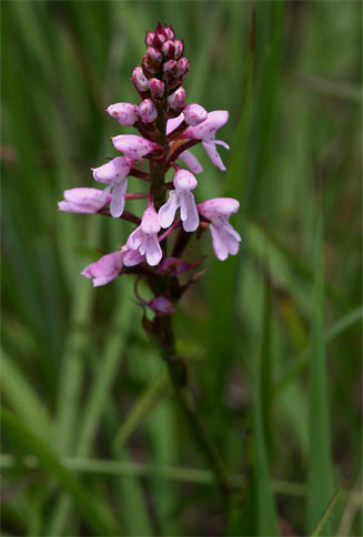 Disa saxicola