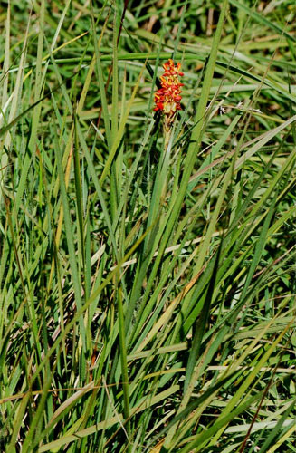 Disa woodii