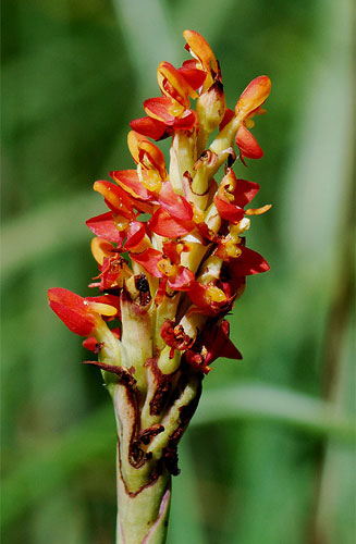 Disa woodii