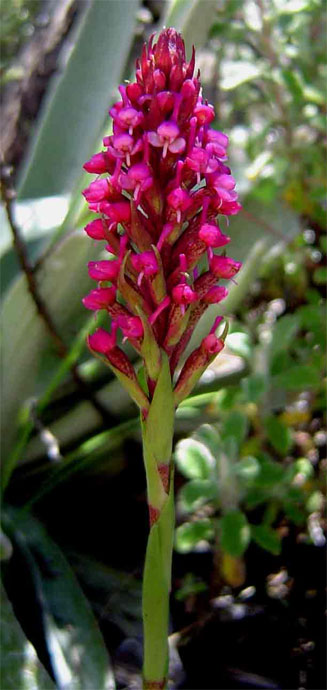 Disa zimbabweensis