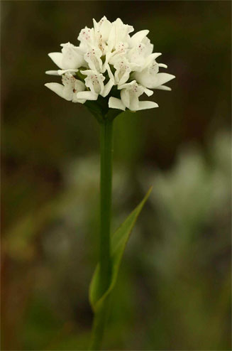 Brownleea galpinii 