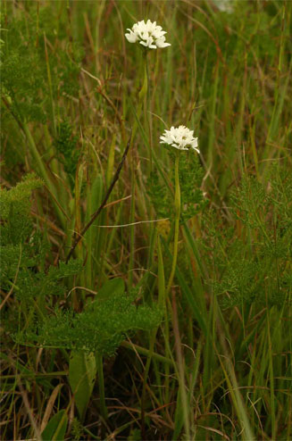 Brownleea galpinii 