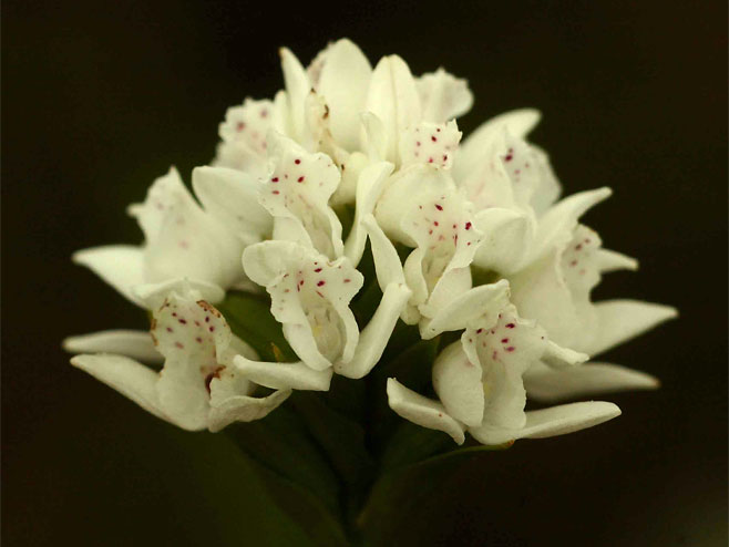 Brownleea galpinii 