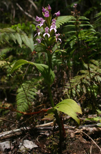 Brownleea maculata