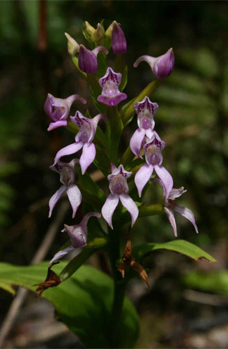 Brownleea maculata