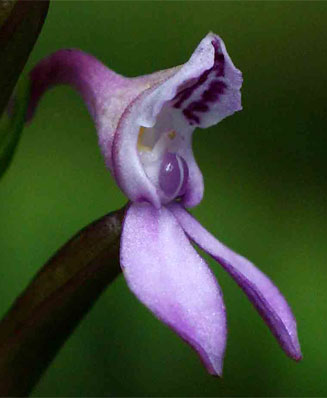 Brownleea maculata