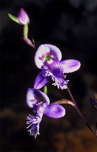 Disa baurii