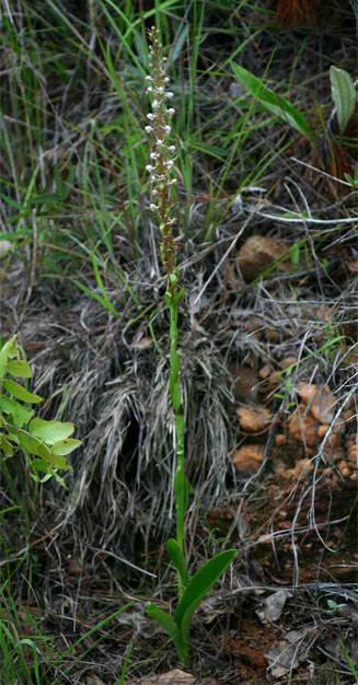 Satyrium anomalum