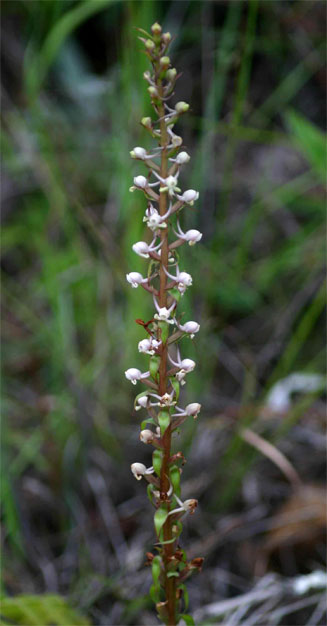 Satyrium anomalum