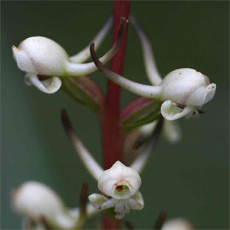 Satyrium anomalum