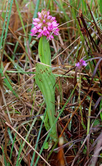 Satyrium breve