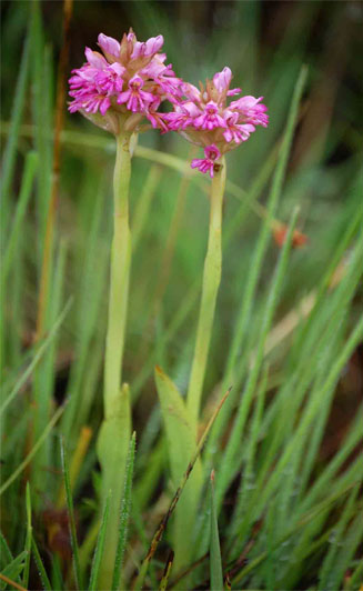 Satyrium breve