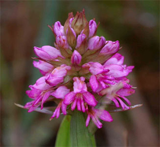 Satyrium breve