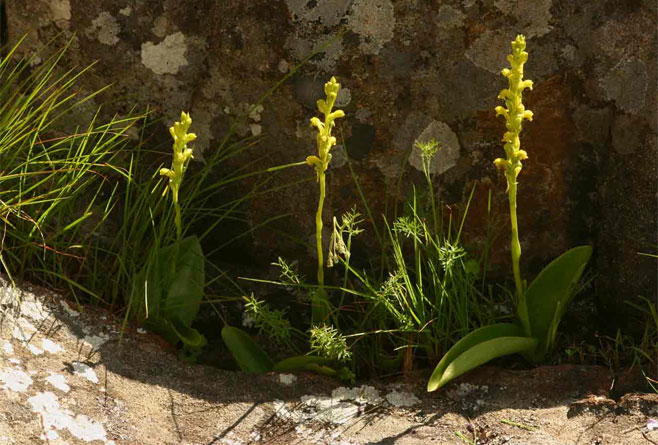 Satyrium chlorocorys
